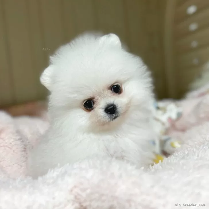 ポポル 様のお迎えした子犬