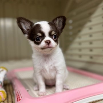 チワワ(ロング)【秋田県・女の子・2025年9月13日・チョコレートホワイト&タン】の写真「🤎チョコカラーの牛柄が可愛い子です🤎」