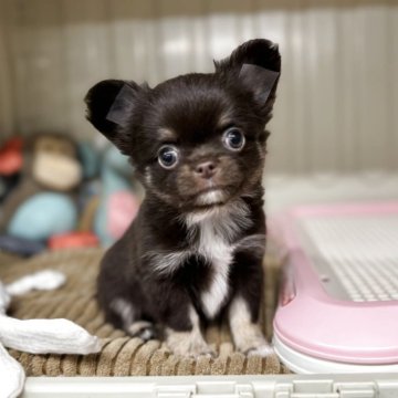 チワワ(ロング)【秋田県・女の子・2025年9月13日・チョコレート&タン】の写真「おめめくりくり🤎チョコカラーの可愛い女の子🤎」