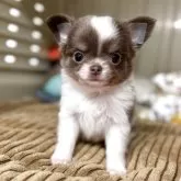 チワワ(ロング)