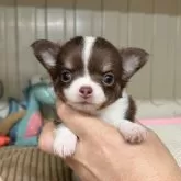チワワ(ロング)