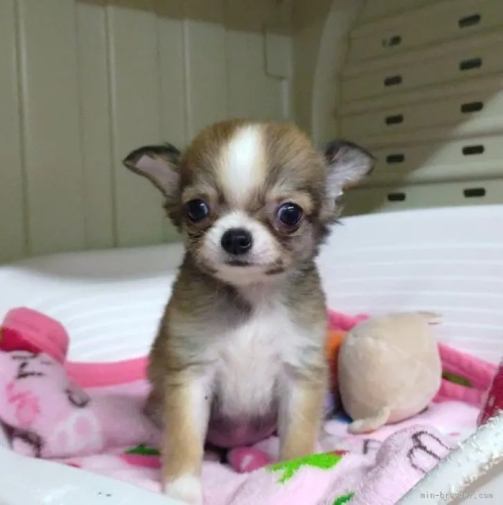 T.S 様のお迎えした子犬
