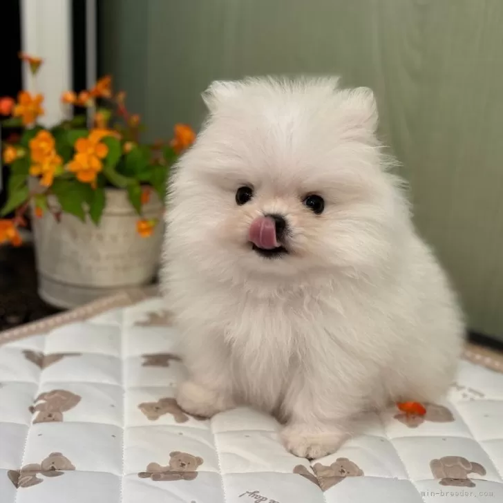 ID:2406-05096の子犬