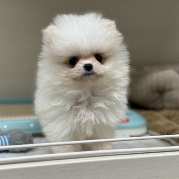 ポメラニアン【秋田県・男の子・2024年3月30日・ホワイト】の写真「おめめくりくりな天使ちゃん♡」
