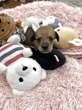 ミニチュアダックスフンド(スムース)【岐阜県・男の子・2025年10月10日・シェーデッドレッド】の写真「おっとりな目が可愛い男の子です」