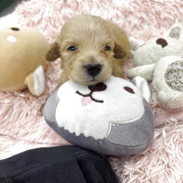 ミニチュアダックスフンド(ロング)【岐阜県・女の子・2025年10月10日・ゴールド系】の写真「可愛らしい顔です❤︎」