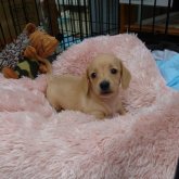 ミニチュアダックスフンド(スムース)