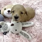 ミニチュアダックスフンド(ロング)【岐阜県・女の子・2025年10月10日・ゴールド系】の写真1