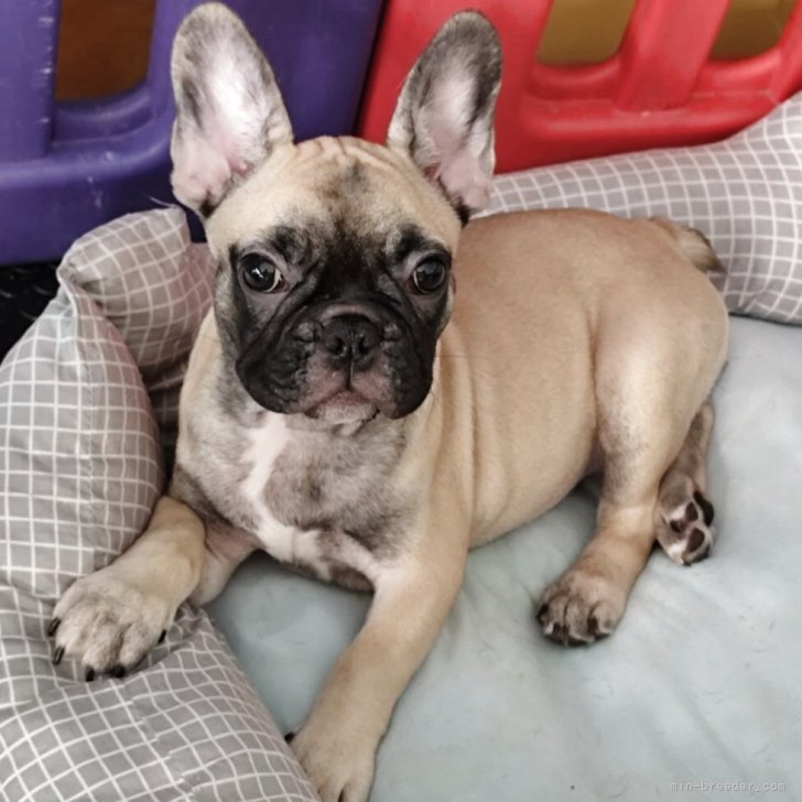 ブリーダー画像