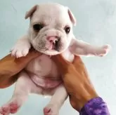 フレンチブルドッグ
