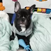 フレンチブルドッグ