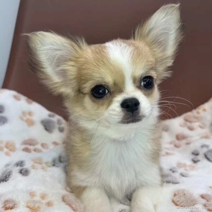 ID:2411-05901の子犬