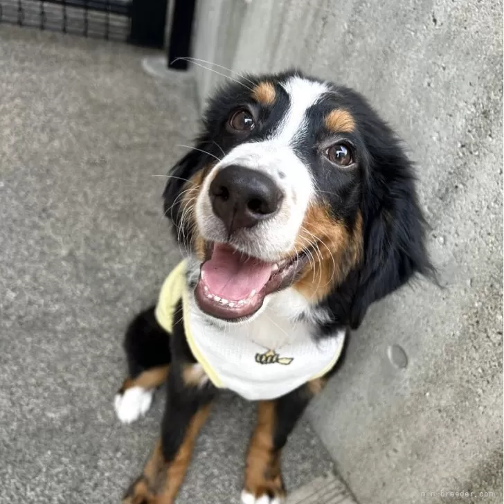 ID:2503-00553の子犬