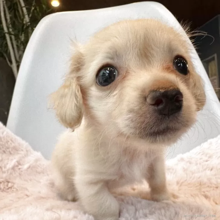 ID：2509-01670の子犬