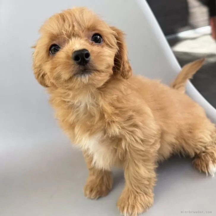 ID：2512-03844の子犬