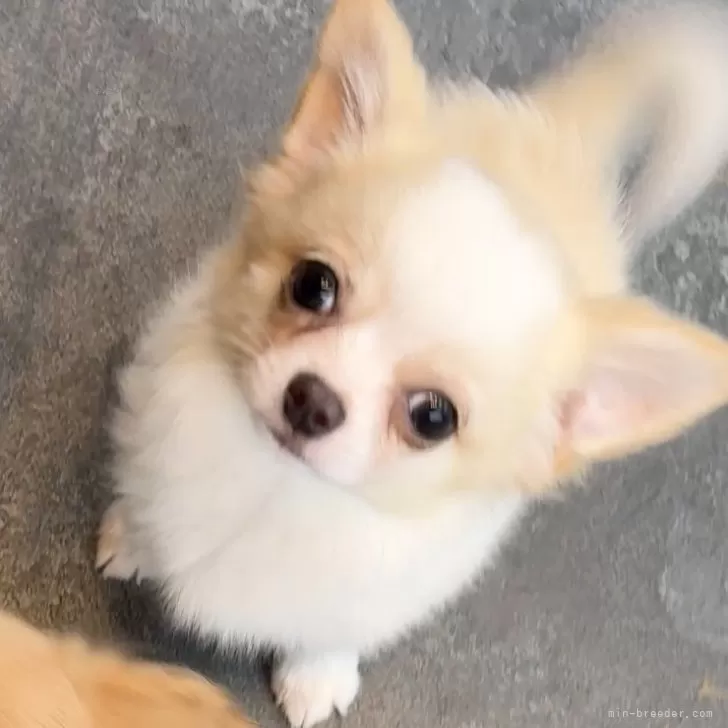 T.M 様のお迎えした子犬
