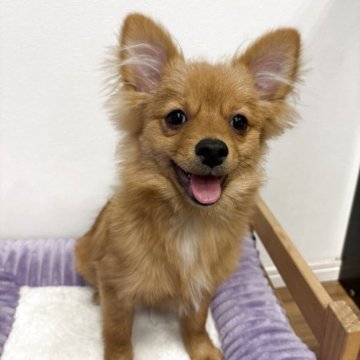 ポメチワ(チワワ×ポメラニアン)【静岡県・男の子・2025年6月22日・オレンジ】の写真「🧡オレンジカラーのポメチーの男の子🍊」