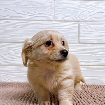 チワックス(チワワ×ダックスフンド)【静岡県・男の子・2025年9月22日・クリーム】の写真「人が大好きな甘えん坊✨」