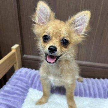 ポメチワ(チワワ×ポメラニアン)【静岡県・男の子・2025年6月22日・オレンジ】の写真「🍊オレンジカラーの甘えん坊ポメチーくん🧡」