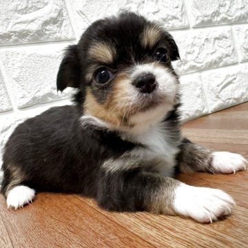 チワワ(ロング)【静岡県・男の子・2025年11月18日・ブラックタンホワイト】の写真「パパ遺伝子検査です✨」