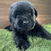 ニューファンドランド