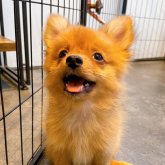 ポメチワ(チワワ×ポメラニアン)