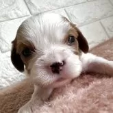 キャバリア【静岡県・男の子・2025年11月28日・ブレンハイム】の写真2