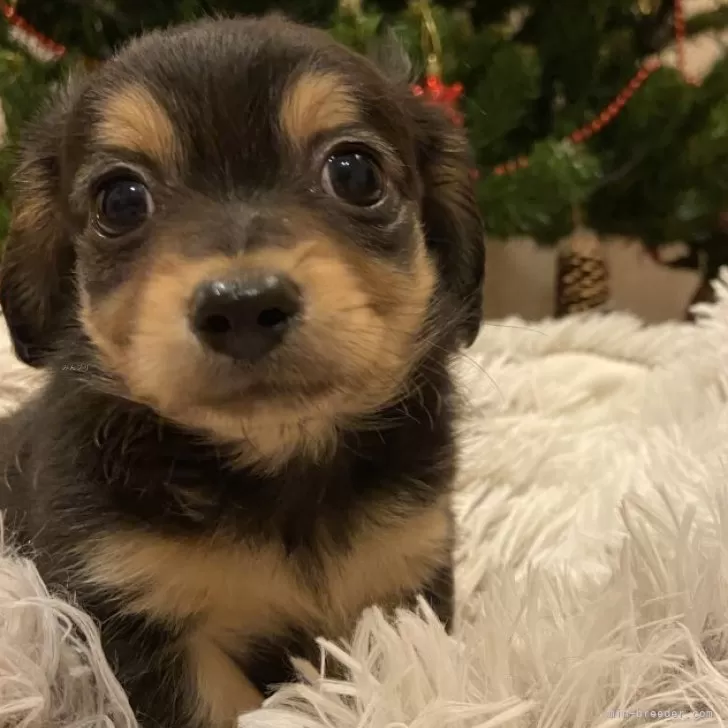 ID：2312-06437の子犬