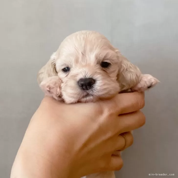 ID:2404-06683の子犬