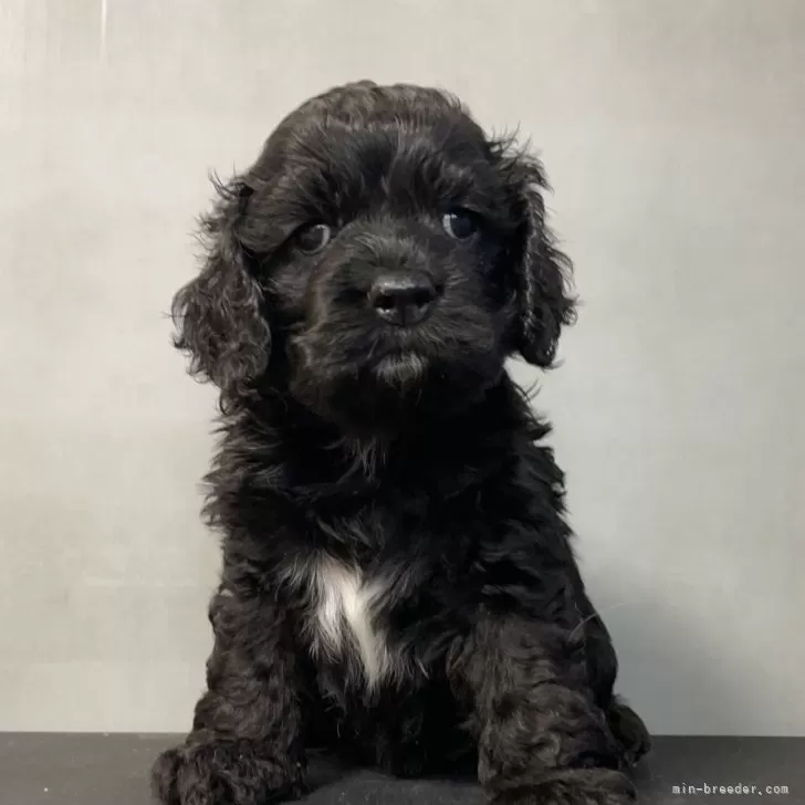 ID：2404-06657の子犬