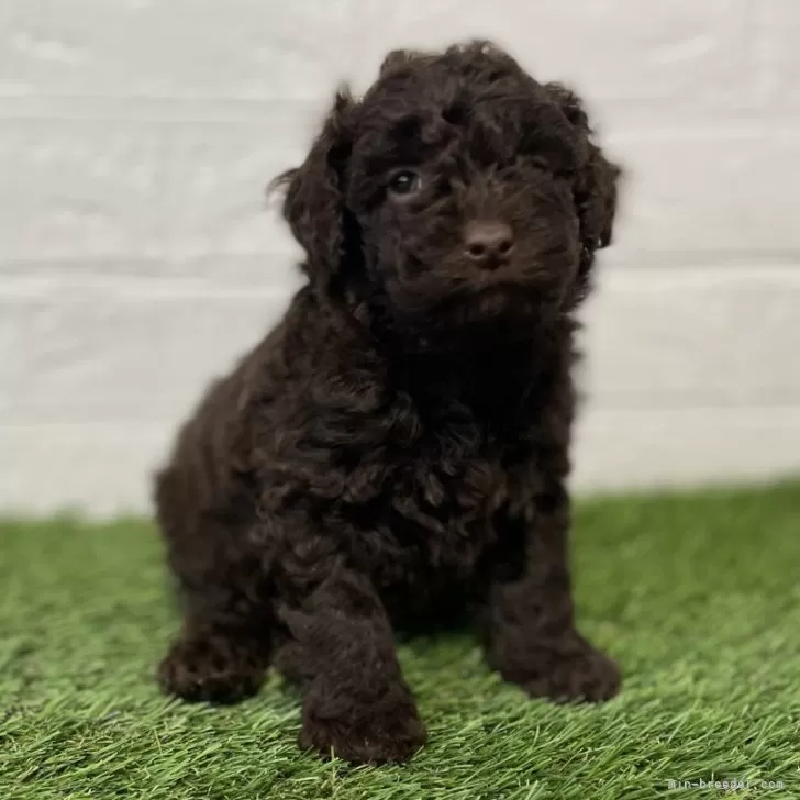 ID:2403-01609の子犬