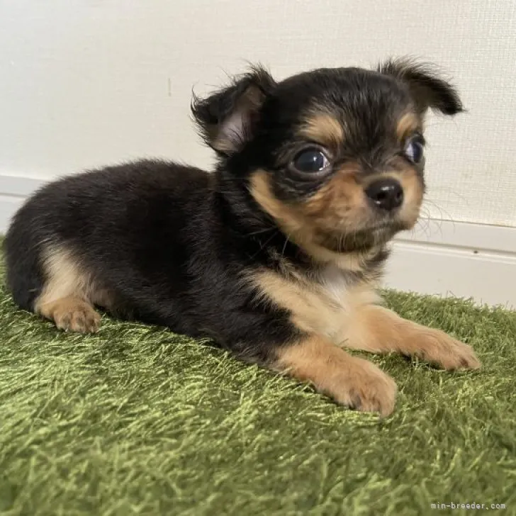 ID:2310-00820の子犬