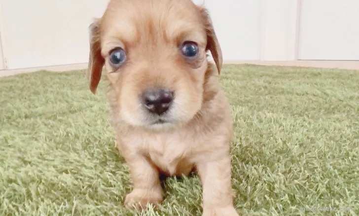 ID：2107-03574の子犬