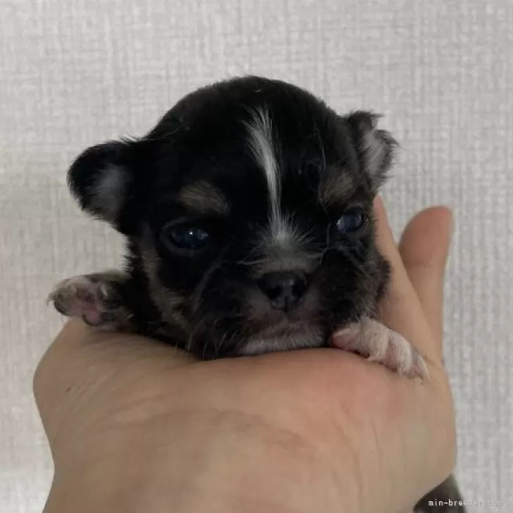 ID：2404-05494の子犬