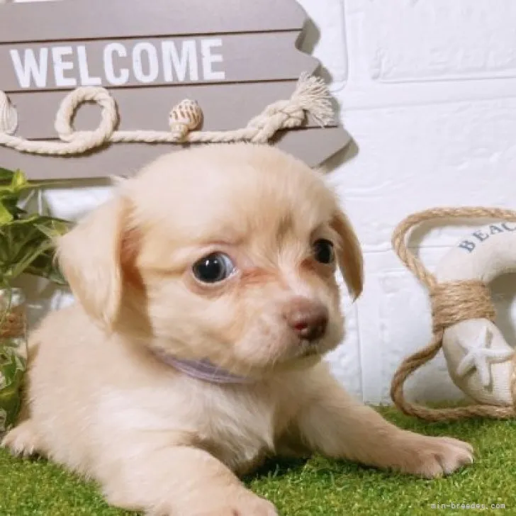 ID：2306-02939の子犬