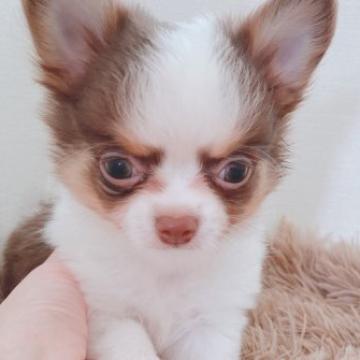チワワ(ロング)【静岡県・男の子・2022年7月6日・チョコパーティー】の写真「可愛い毛色の優しい男の子です☆」