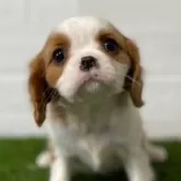 キャバリア【静岡県・女の子・2023年12月31日・ブレンハイム】の写真1「ふっくら優しい顔立ちのとってもかわいい女の子です」