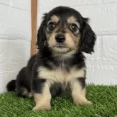 ミニチュアダックスフンド(ロング)【静岡県・女の子・2024年4月6日・ブラックタン】の写真1「元気いっぱい人懐っこい女の子です。」