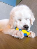 グレートピレニーズ【・女の子・2023年11月18日・ホワイト】