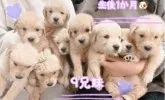 ゴールデンレトリバー【静岡県・女の子・2022年12月3日・ゴールド】の写真4