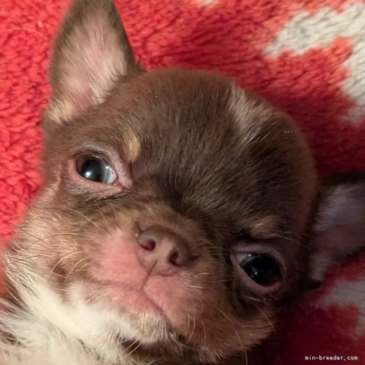 tommy 様のお迎えした子犬