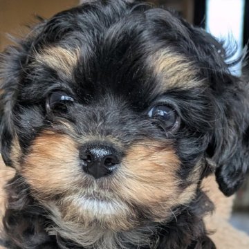 チワプー(チワワ×トイプードル)【滋賀県・男の子・2025年9月24日・ブラックタン(成長と共に変色の可能性有)】の写真「モッフモフで抱き心地の良い子です」