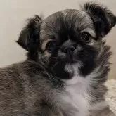 チワワ(ロング)