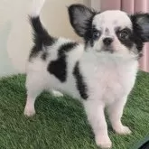 チワワ(ロング)