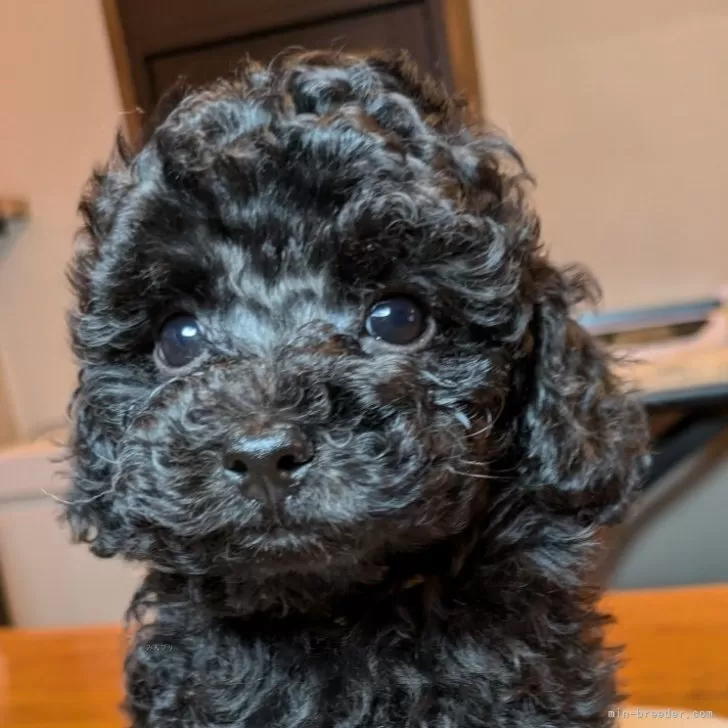 M.M 様のお迎えした子犬