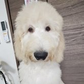 ゴールデンドゥードル
