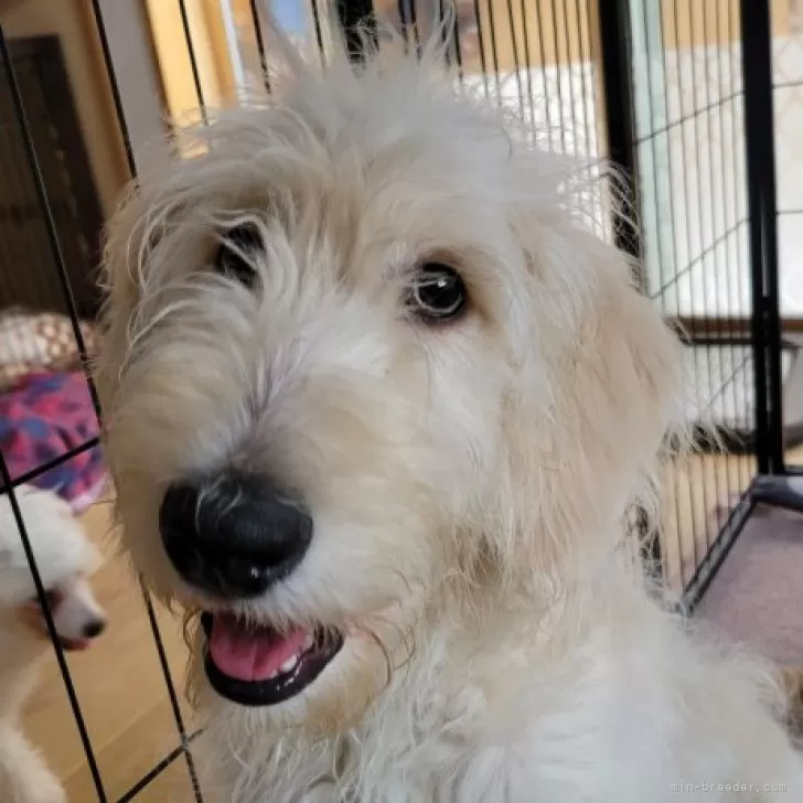ID:2310-02054の子犬