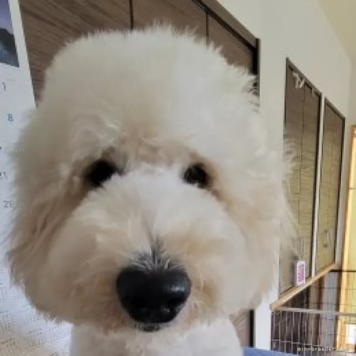 HY 様のお迎えした子犬