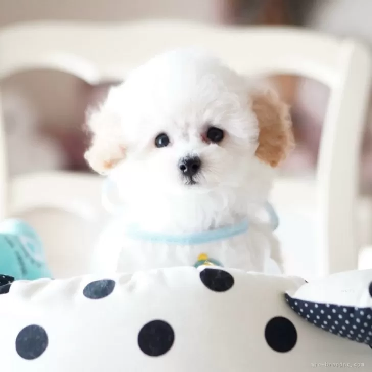 M.N 様のお迎えした子犬