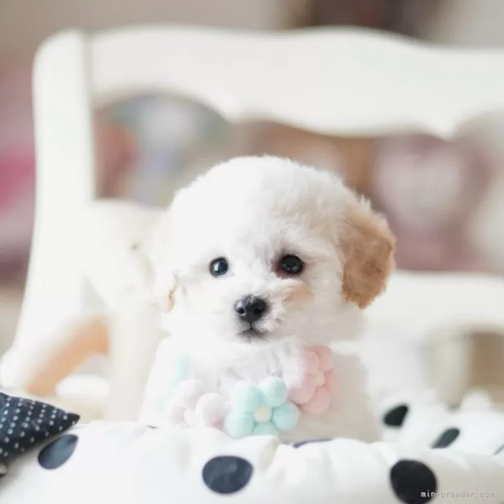 ID：2503-00285の子犬